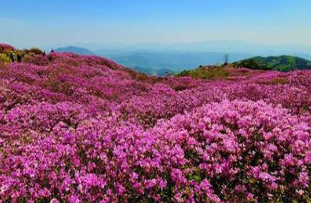 황매산 철쭉축제 실시간 개화상황