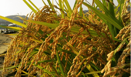 2024년 공익직불금 지급시기 신청방법 알아보는 농민과 관련된 농작물 사진