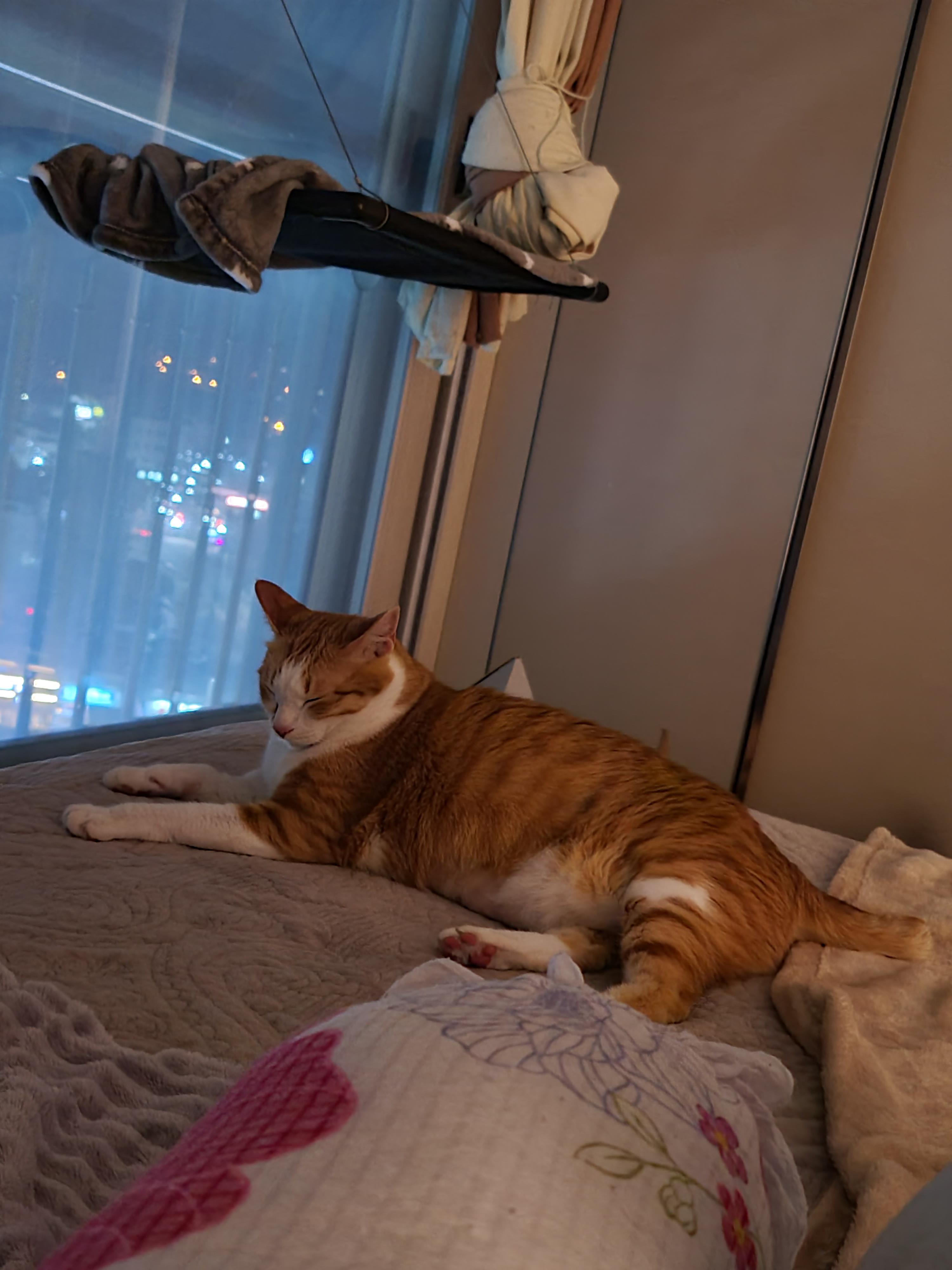 황달로 인한 호야의 입원. 고양이 황달.