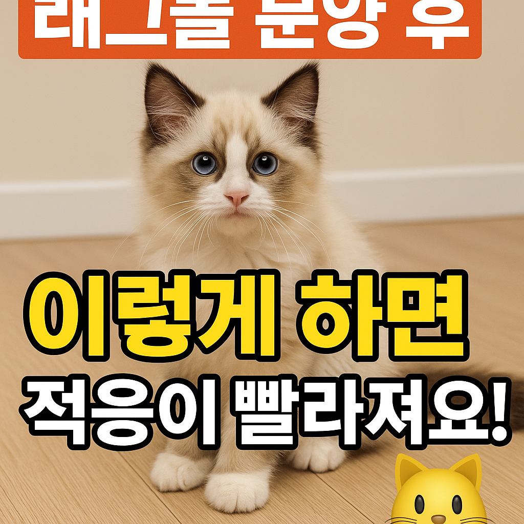 래그돌 분양