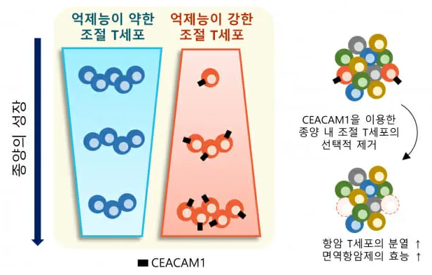 조절T세포의-기능과-시캠1-표적-단백질의-작용-개념도