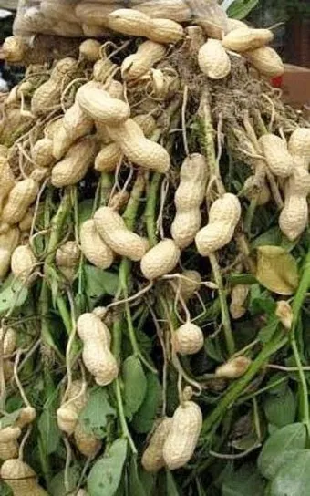 땅콩 심는 시기 수확시기 모종 파종_2