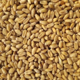 카무트 효소 효능 및 먹는법 총정리