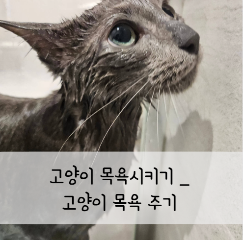 고양이-목욕주기-섬네일