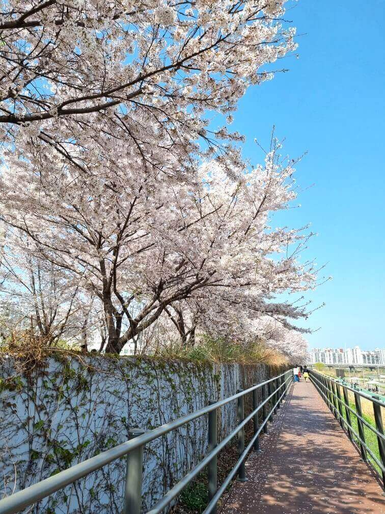 벚꽃