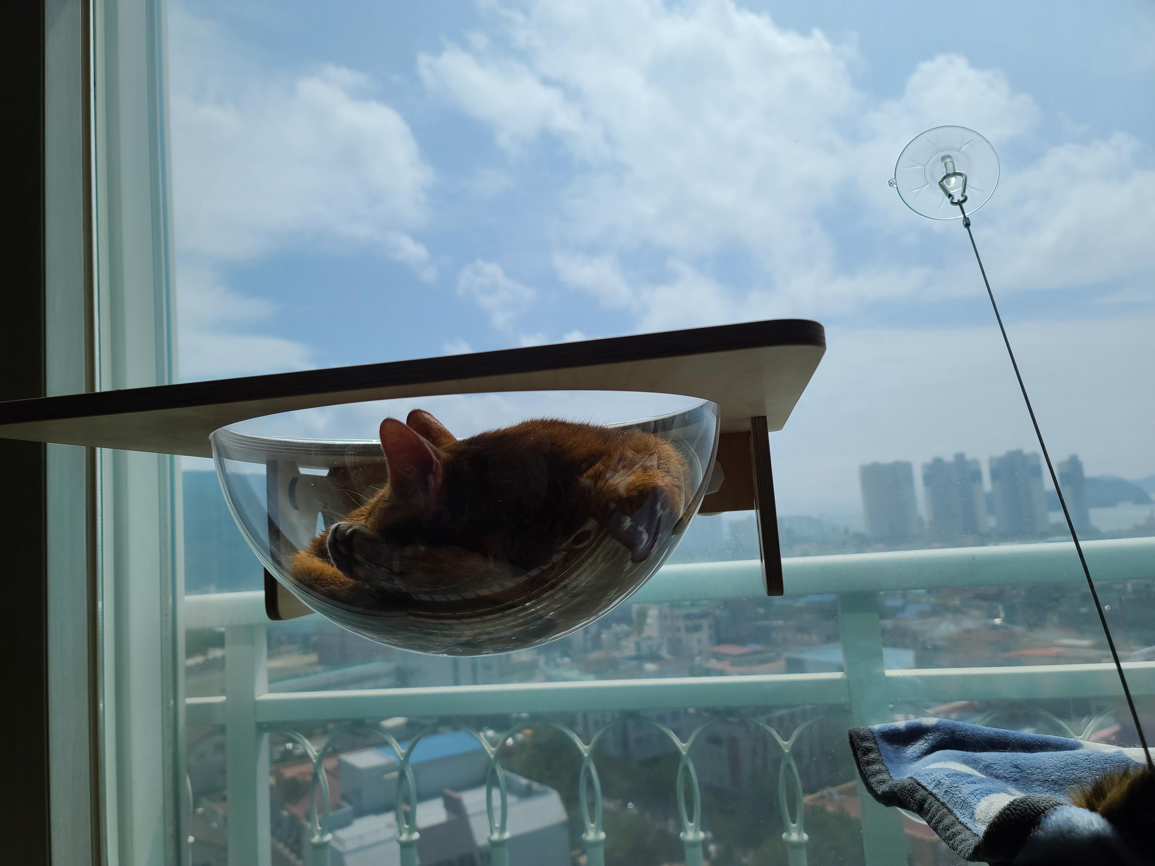 태풍예보로 떠들썩했던 일요일.. 햇빛 받으며 낮잠 즐기는 냥냥이들.