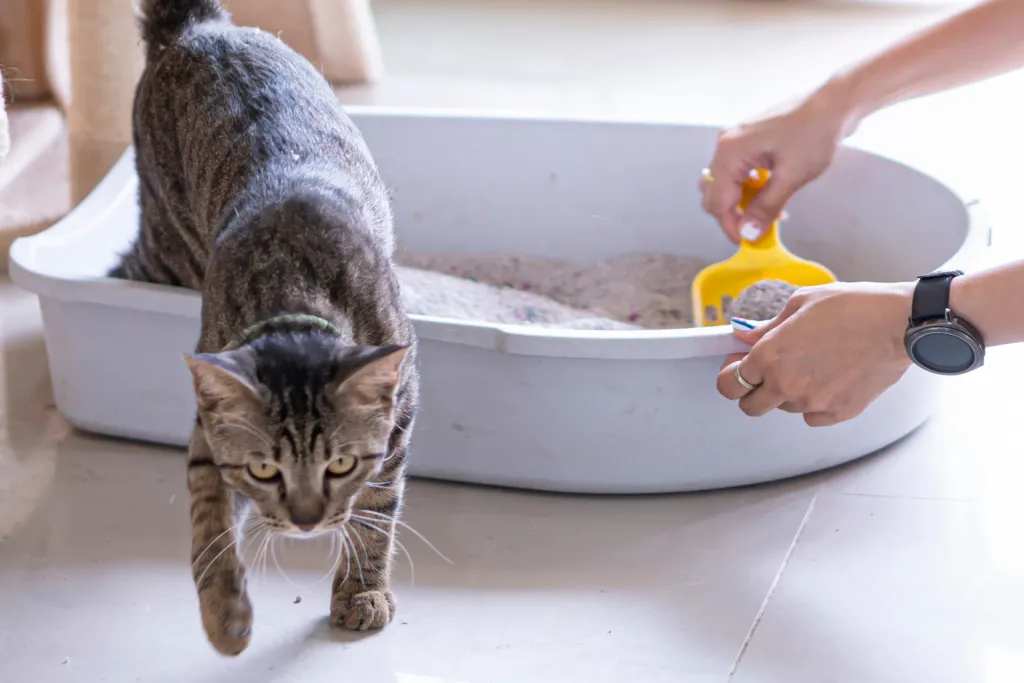 고양이 모래 추천 버리는법 벤토나이트 처리 탈취제_7