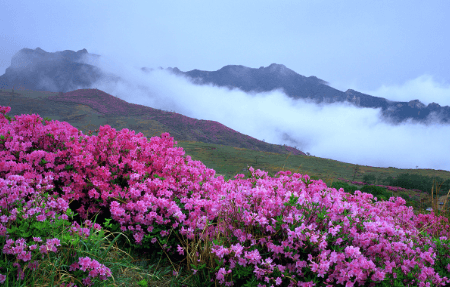 황매산 철쭉축제 기간
