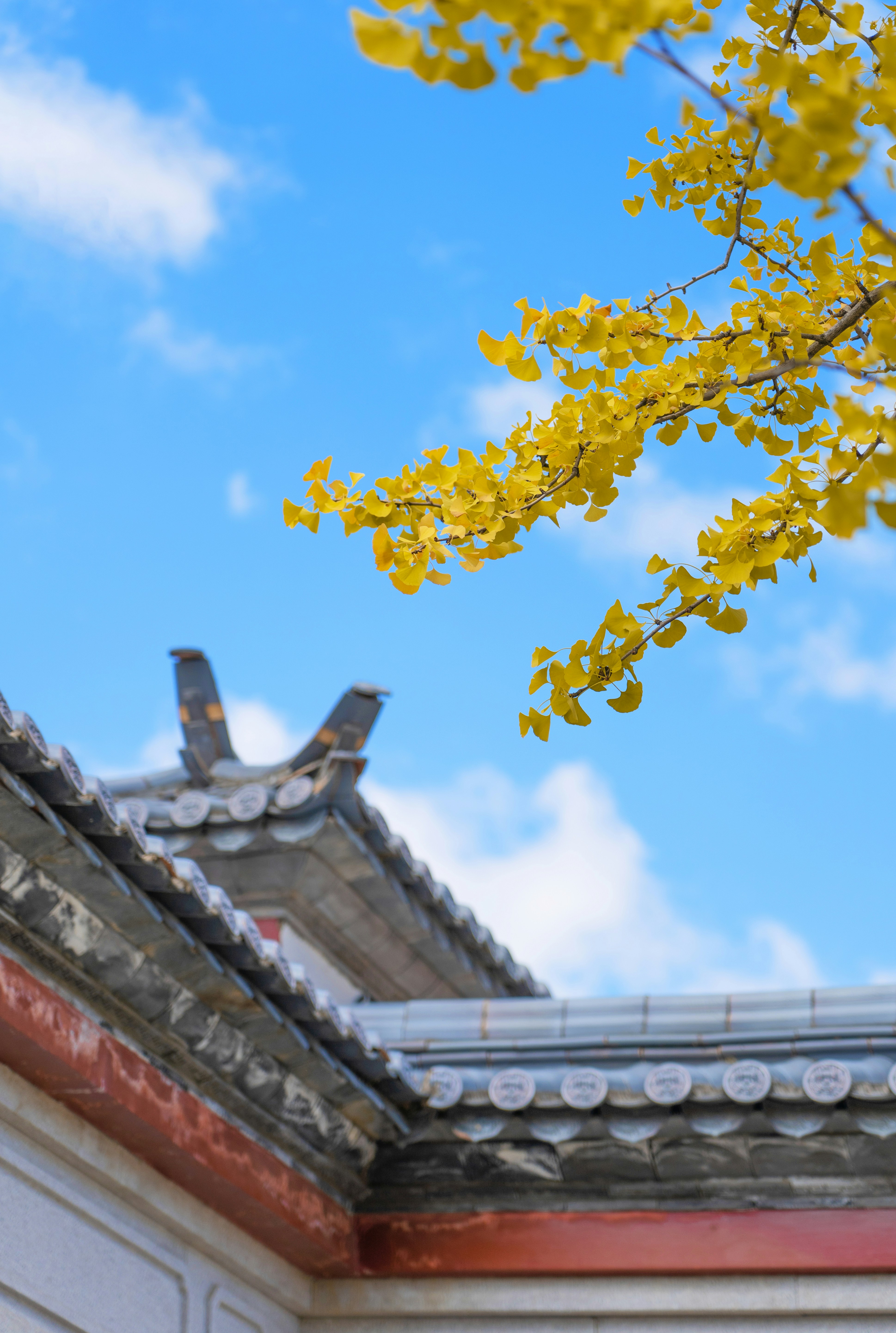 궁궐의 은행 나무