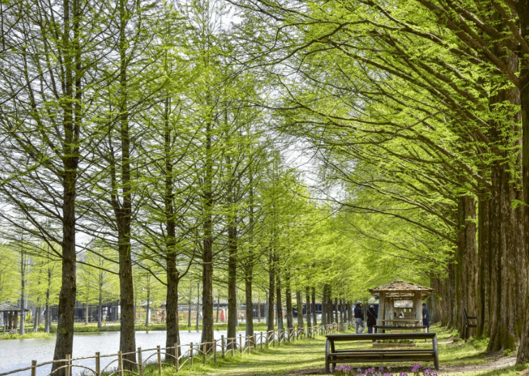 메타세쿼이아길