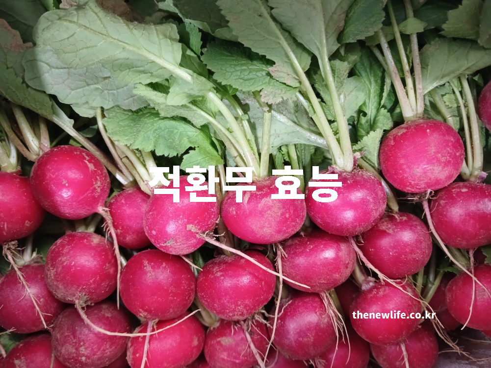 적환무 효능을 설명하는 대표 실물 사진