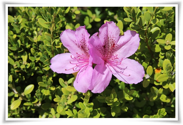 "진달래꽃" 나보기가 역겨워 가실 때에는 ... 봄을 알리는 분홍빛 향연!