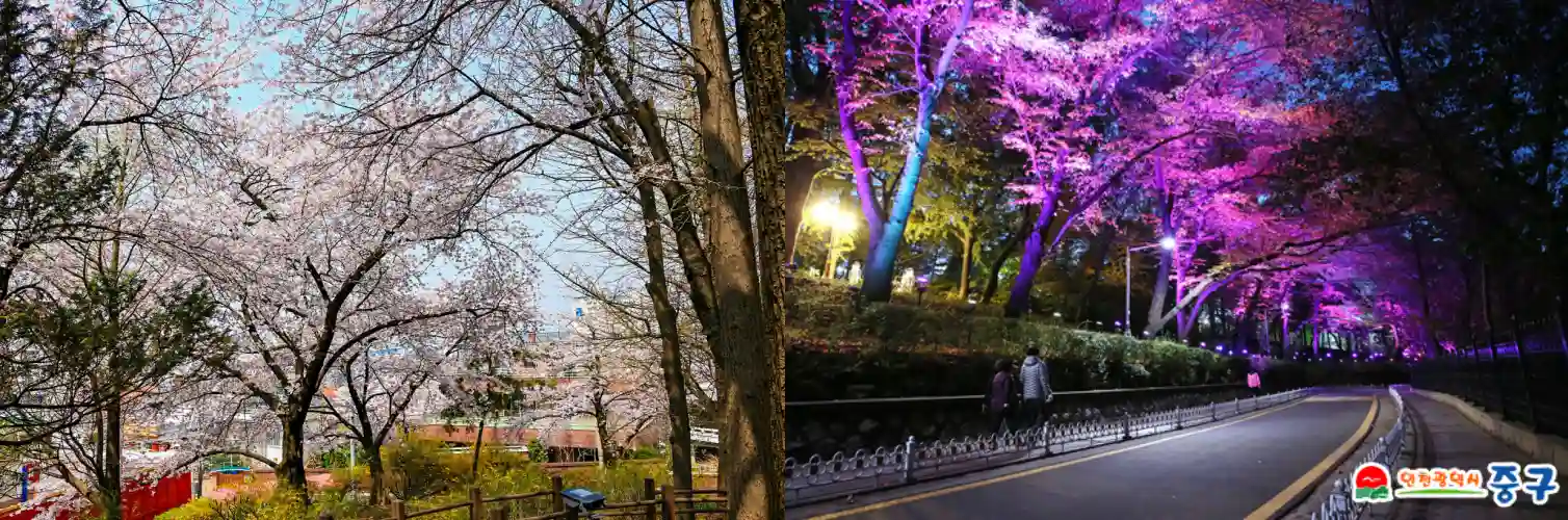 자유공원 벚꽃사진