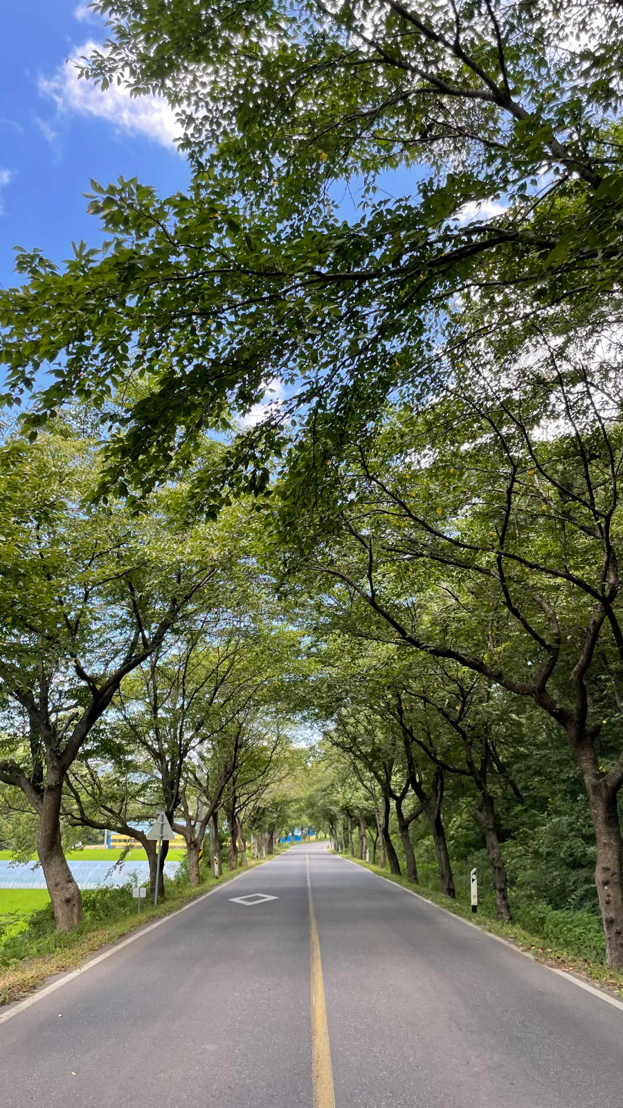 청양 천장호 출렁다리