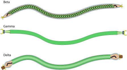 리포릭스바이러스