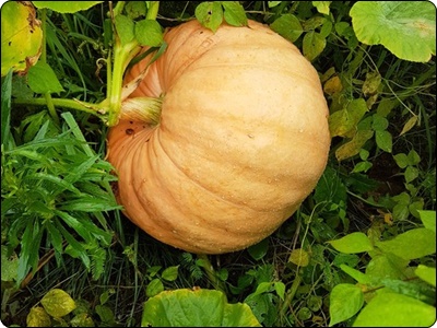 글루타치온 많이든 음식