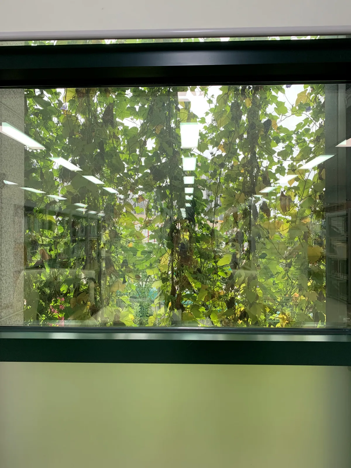 도서관-창밖에-비친-녹음