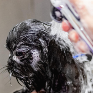 샤워기로 거품을 씻어 목욕하는 강아지