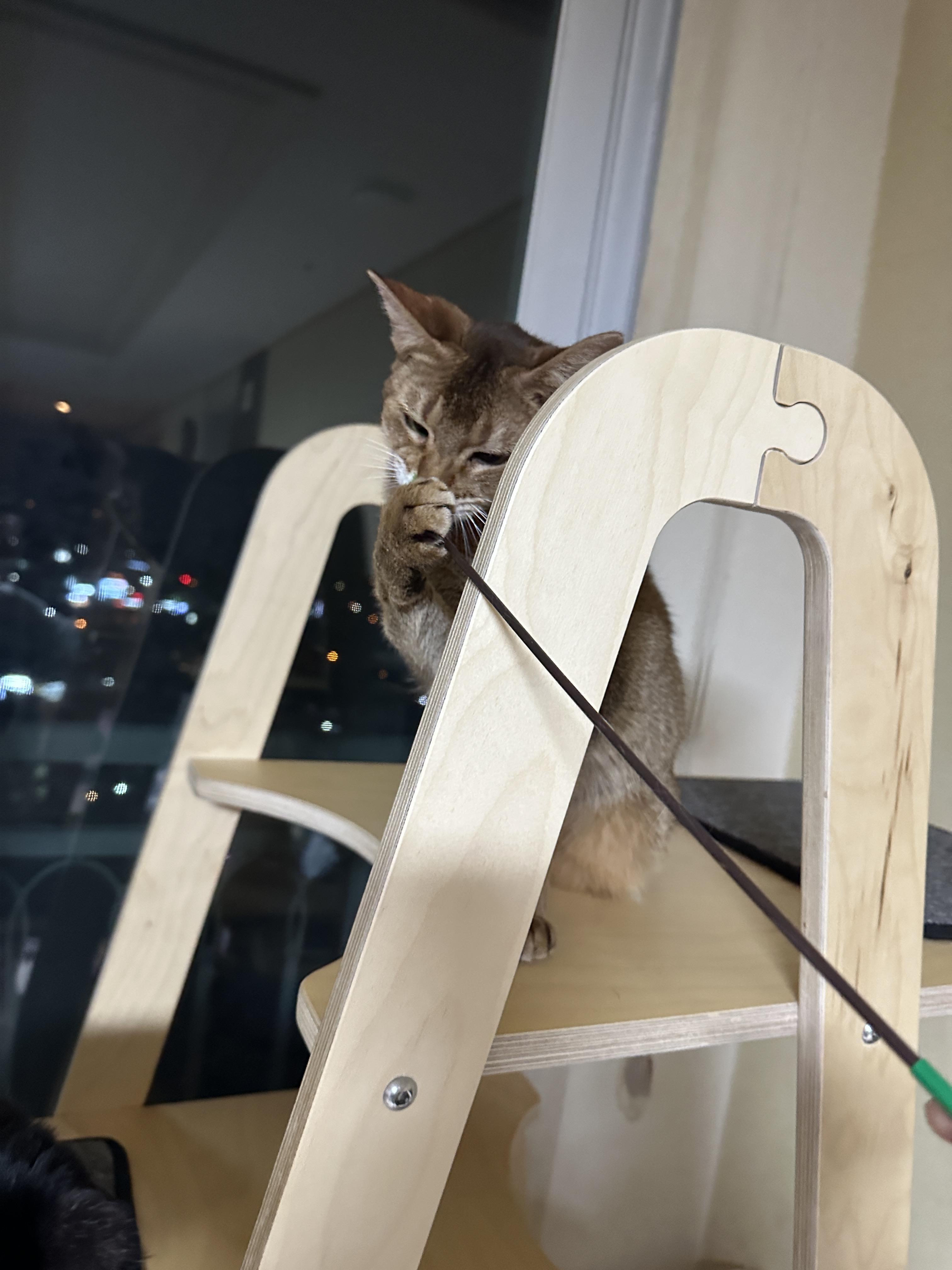 한마리의 아기맹수가 되어버린 아비시니안 루디 (feat.루디는 사냥중)