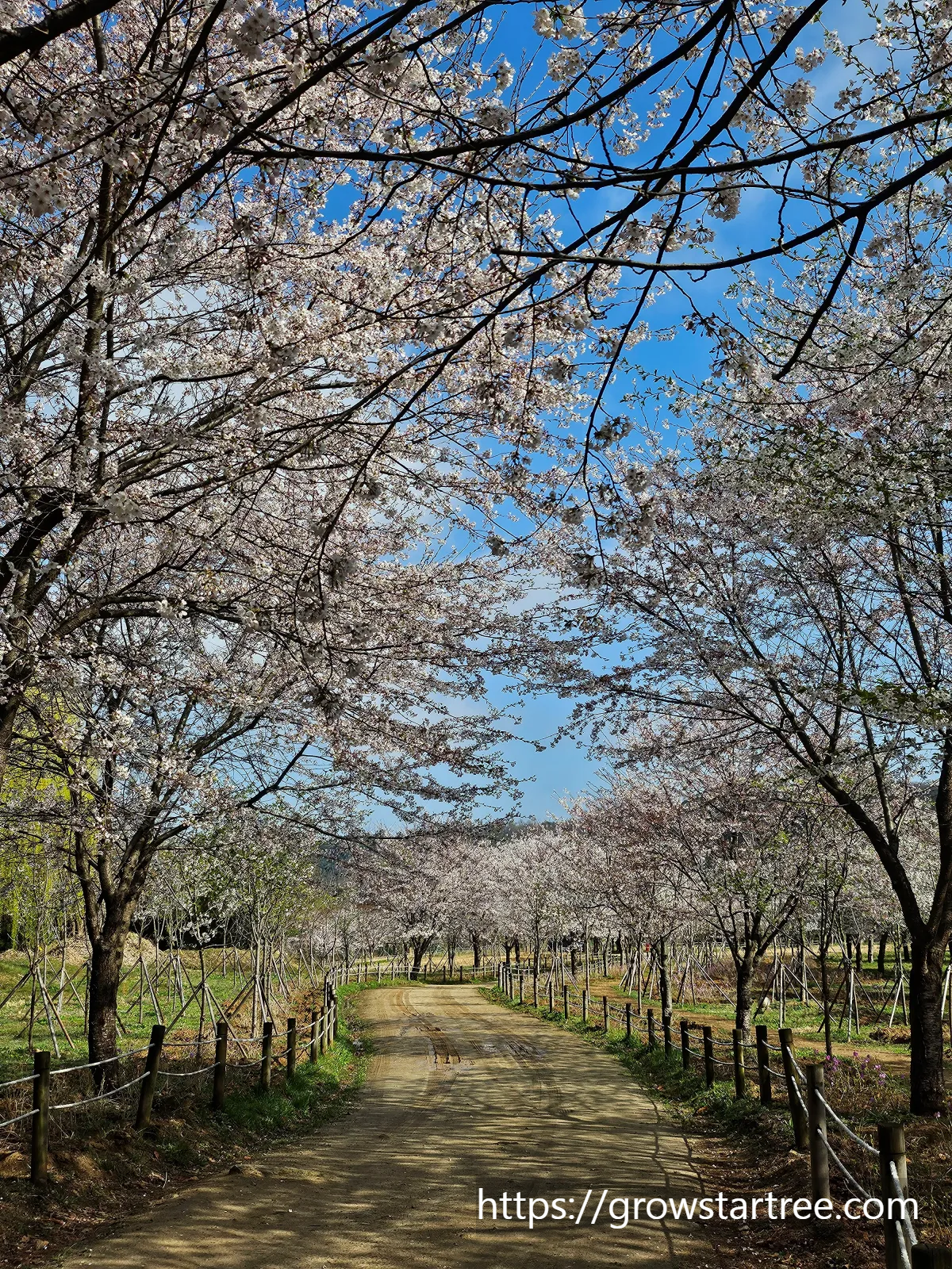 인천 연수구 봉재산 벚꽃
