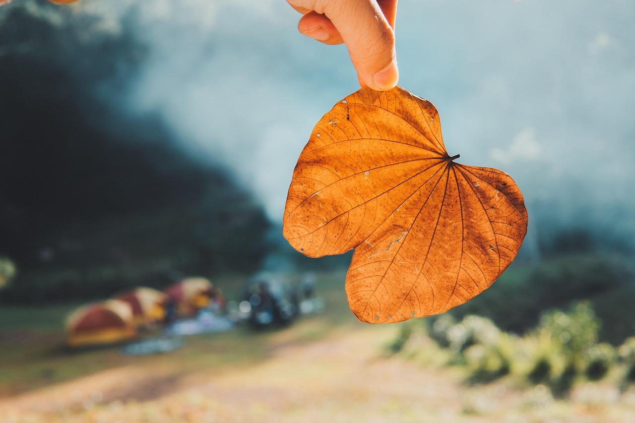 여행&#44; 사람&#44; 낙엽&#44;