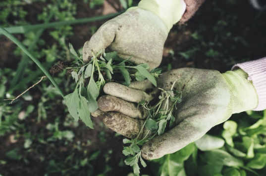 기본형 공익직불제