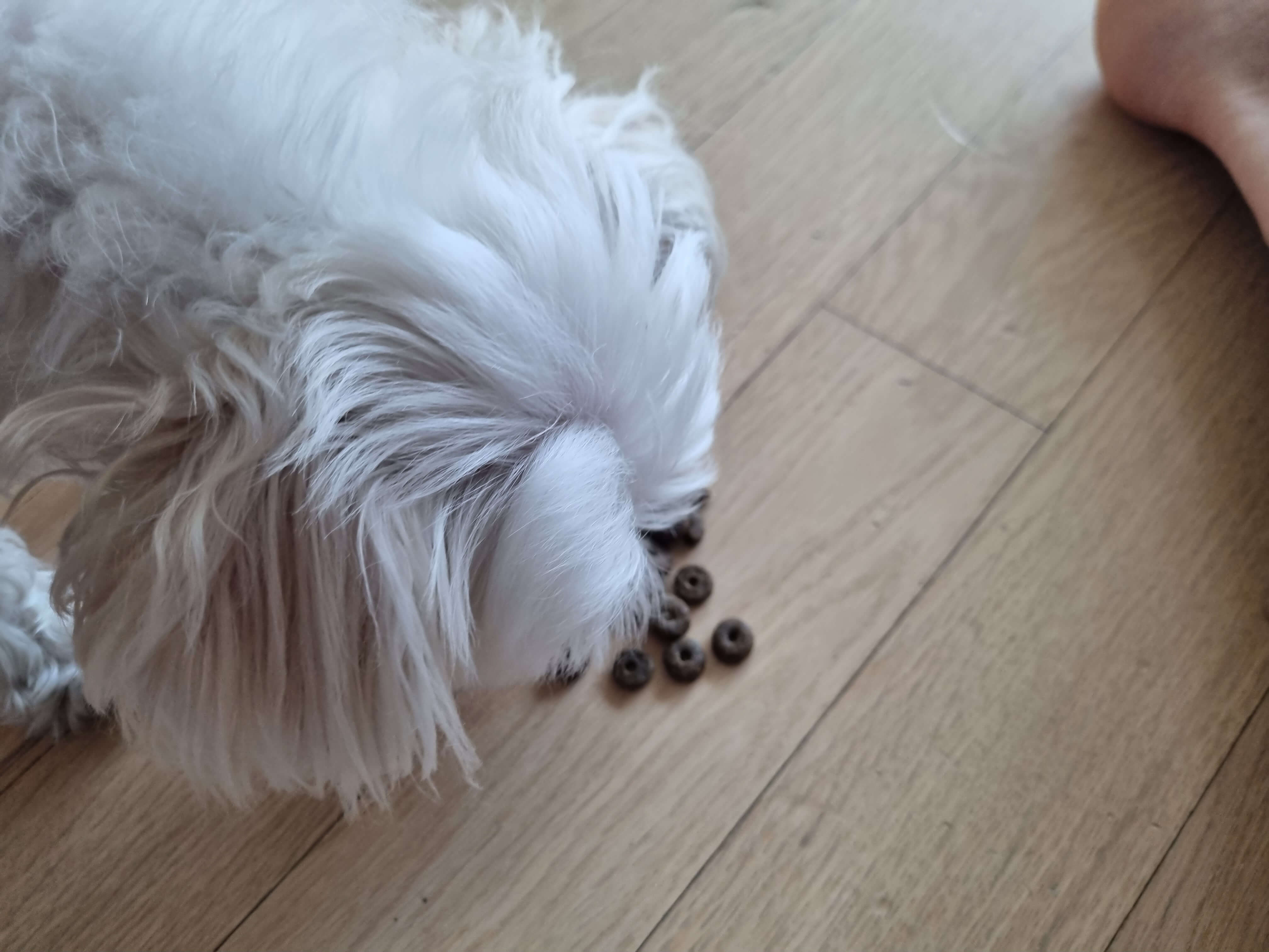 가수분해 사료 잘먹음