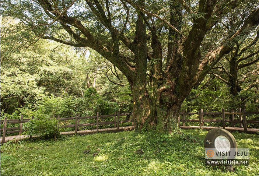 제주도 가볼만한 곳