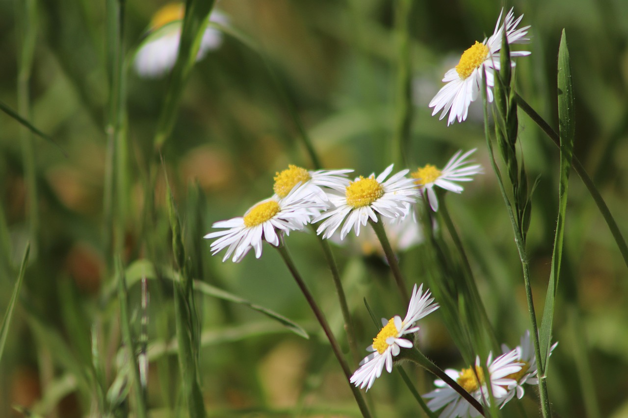 대구 이현공원 샤스타데이지