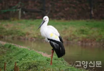 황새와 학 두루미 차이점과 생태적 특징 심층 비교_21