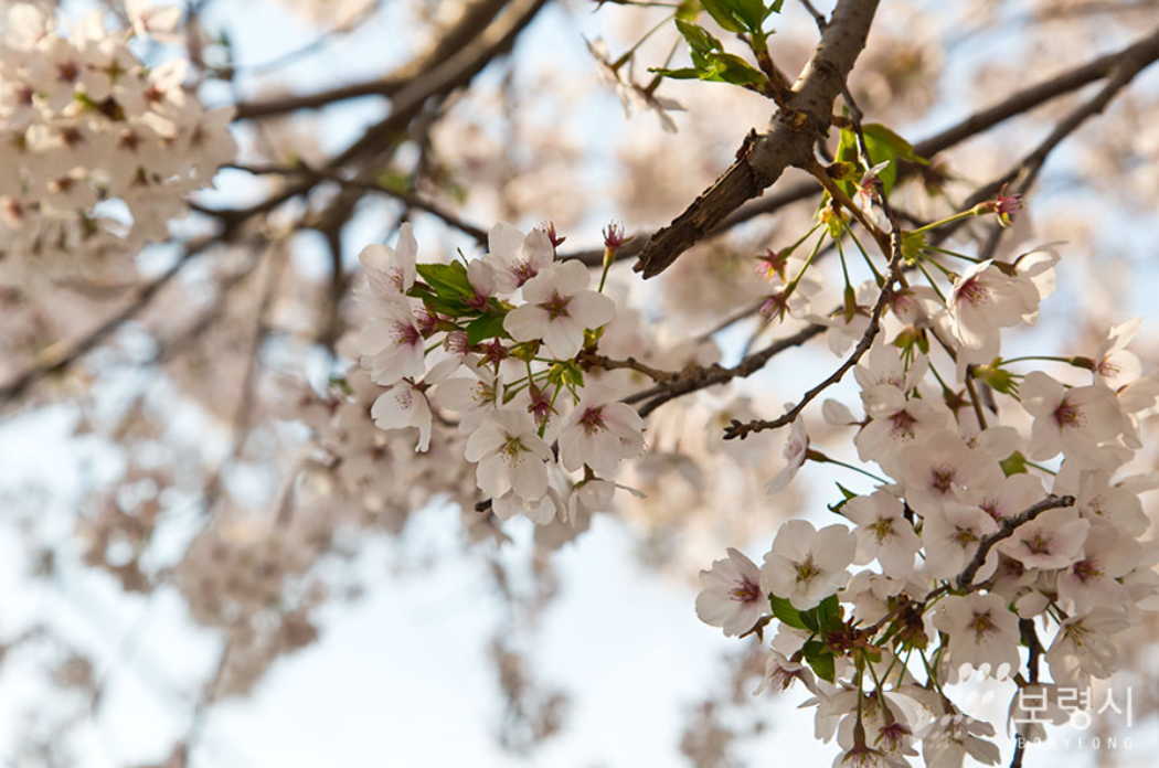 에덴벚꽃길 벚꽃 축제