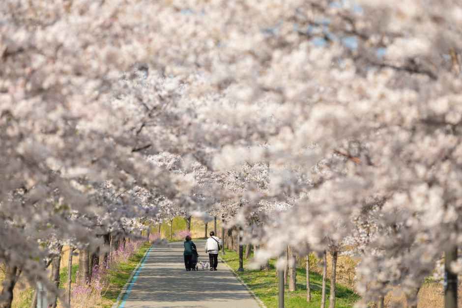 강릉 경포 벚꽃 축제