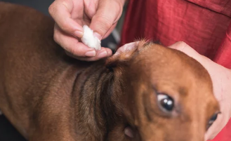 강아지사진/출처:어도비스톡