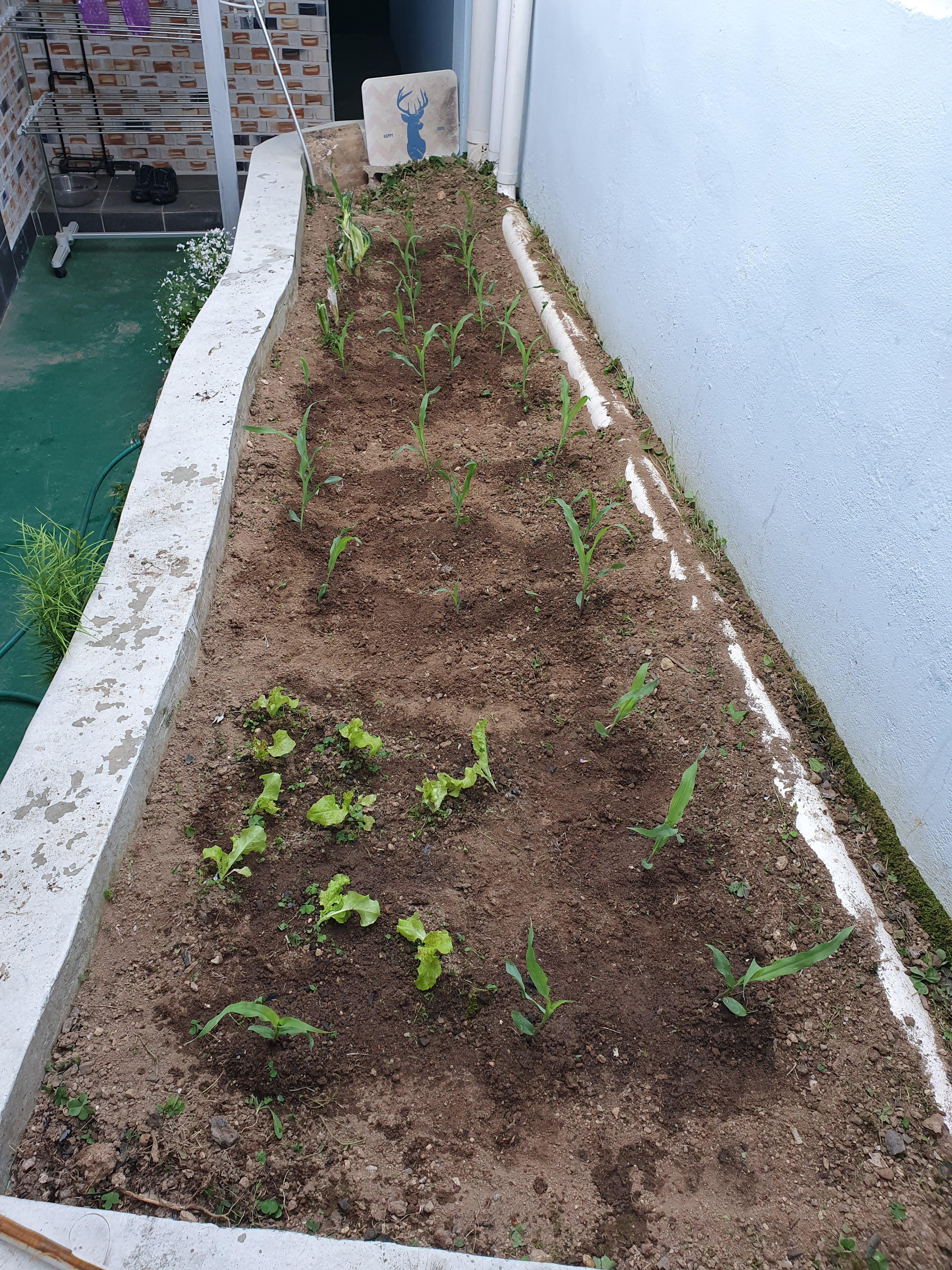 옥수수 파종시기 텃밭에서