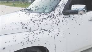 러브버그(Lovebug)&amp;#44; 그 이름에 속지 마세요! 🐞💕