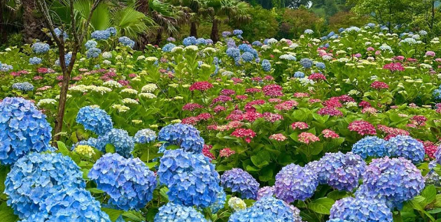 제주 수국 명소 현애원|수국 개화 시기부터 포토존, 입장료까지 총정리