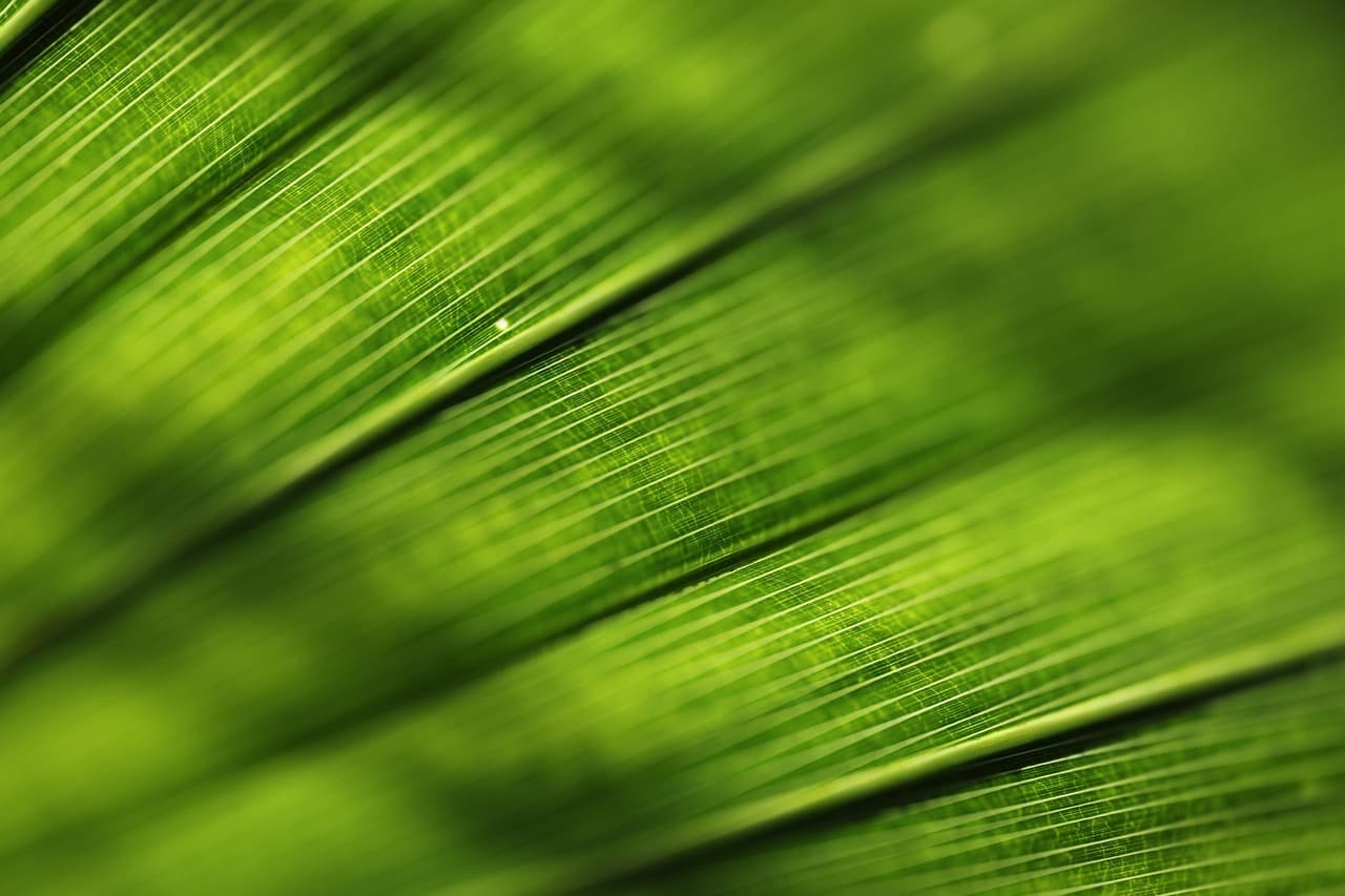 자급자족 약용 텃밭 설계 가이드