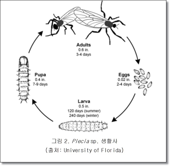 봄 가을의 불청객 러브 버그 퇴치/생태/행동/피해/예방/공존의 필요성