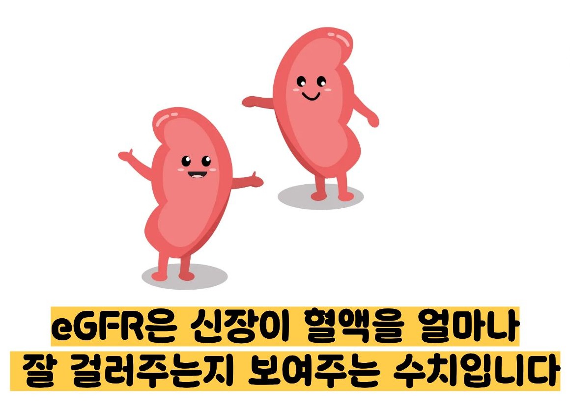 egfr 정상수치