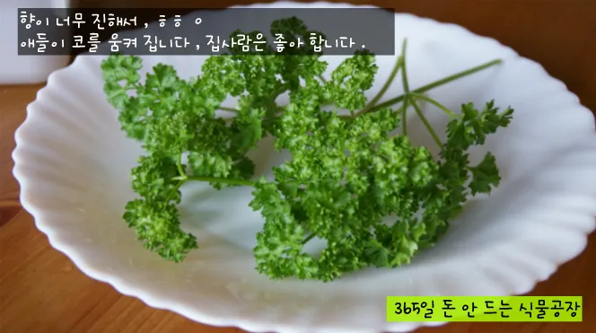 파슬리 재배 반그늘 재배 잎 따기 잦은 수확_4
