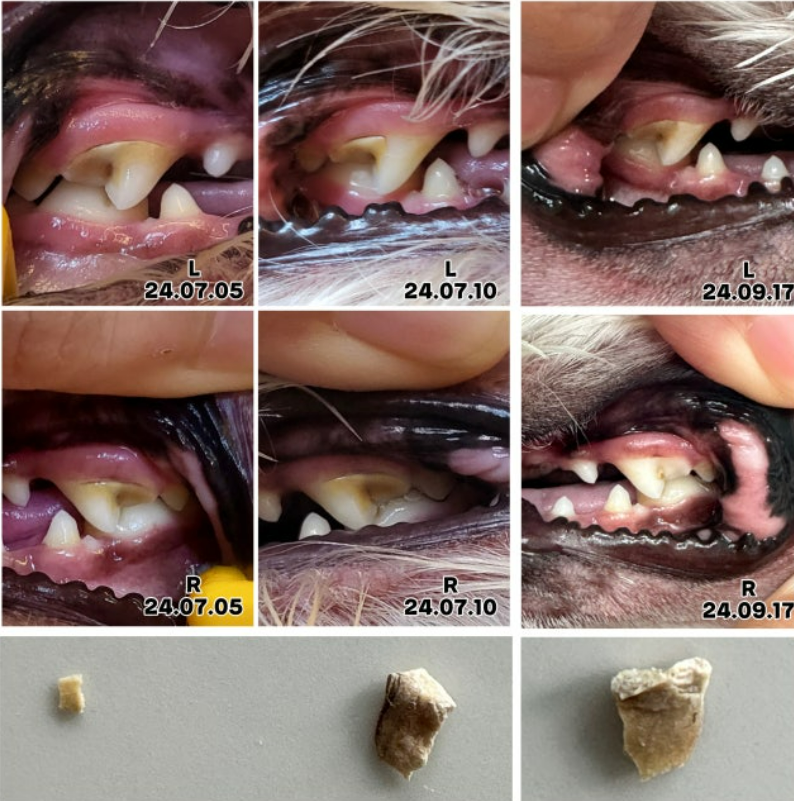 강아지 구강스프레이 효과 있나요? 3가지 기준 그리고 치석 뚝...후기