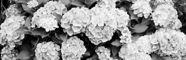 아스파라거스 키우기 외: 수국 키우는 법, 수국 키우기 방법