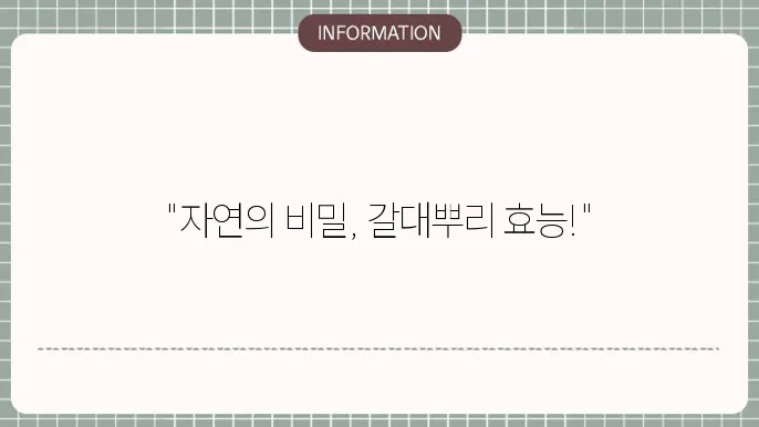 갈대뿌리효능, 해열부터 해독까지 자연이 주는 건강한 선물