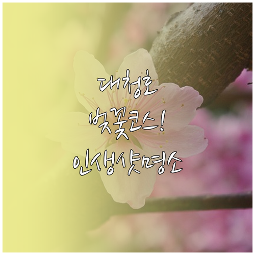 대청호 옥천 벚꽃 드라이브 코스와 인..