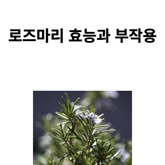 로즈마리 효능과 부작용