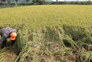 비 맞는 꿈 비 오는 꿈 폭우 홍수 비옷 비바람
