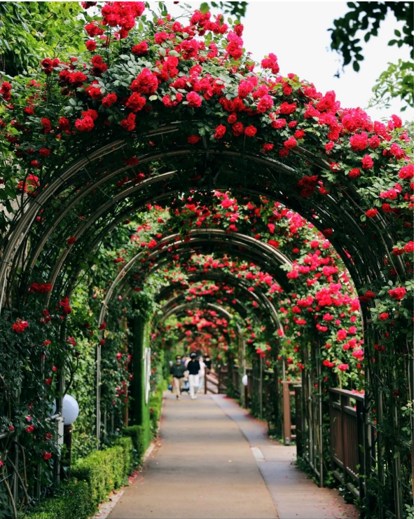 2023.서울 중랑구 장미축제.일정.주차.추천코스.맛집.2023안내.총정리