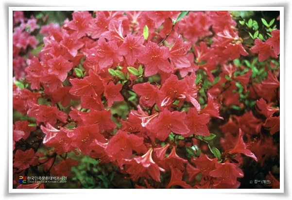 "진달래꽃" 나보기가 역겨워 가실 때에는 ... 봄을 알리는 분홍빛 향연!