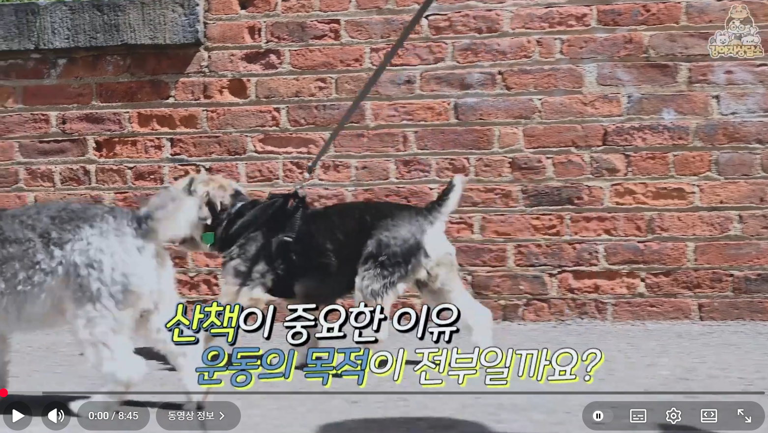 반려견 산책 가이드