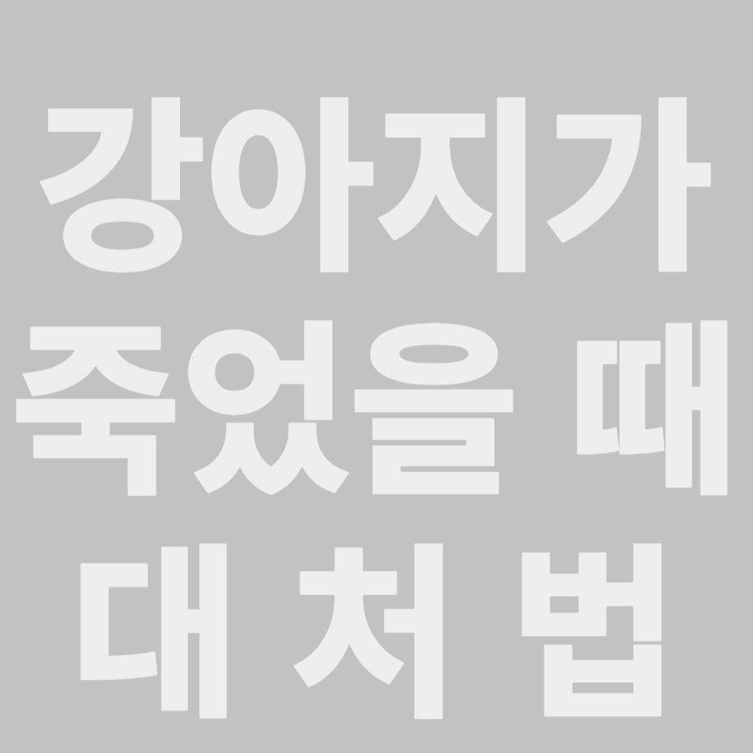 강아지 죽었을 때 대처법